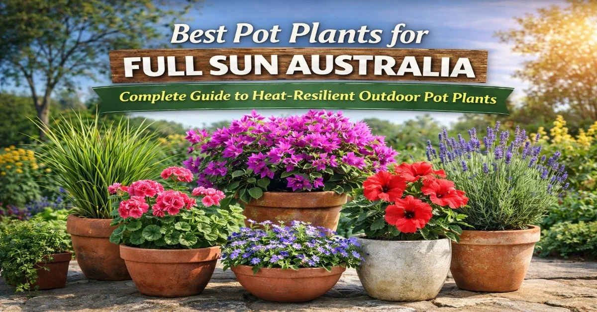 Best Pot Plants for Full Sun Australia: Heat-Loving Choices That Thrive in Your Garden